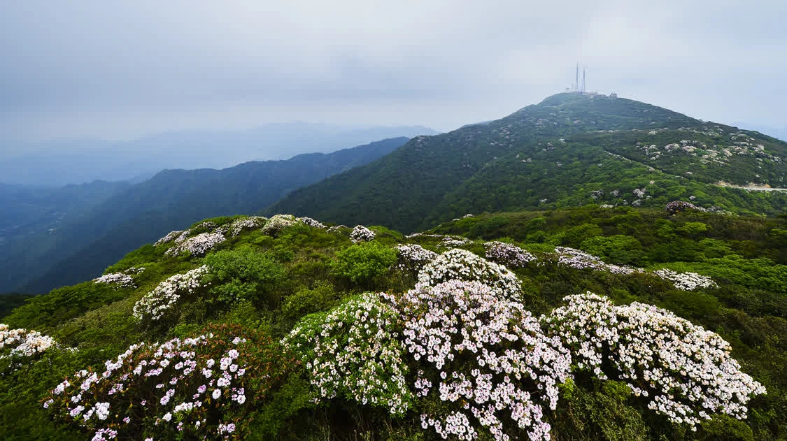 黔东南州雷公山国家级自然保护区 龙圣勇 摄